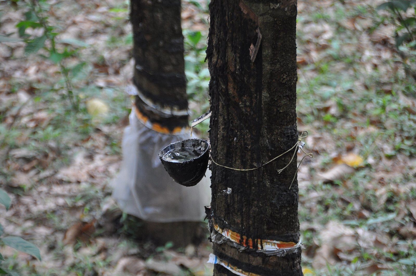 Petani karet menyadap getah di kebun karet Indonesia